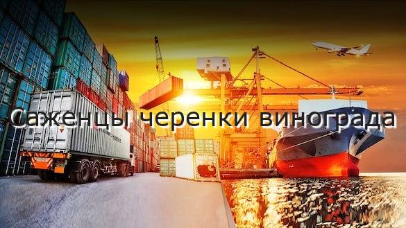 Саженцы черенки винограда